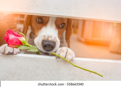 Valentine  dog with a red rose