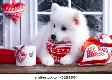 Valentine Havanese Puppy Dog With A Red Heart