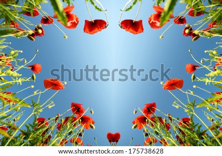 Similar – Rote Mohnblumen und Mohnknospen vor blauem Himmel