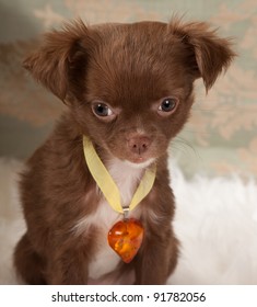 Valentine Picture Of A Chihuahua Puppy Dog With An Amber Heart Collar