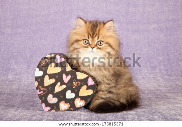 Valentine Theme Golden Persian Chinchilla Kitten Stock Photo Edit