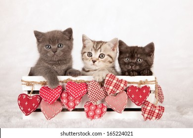 Kitten Valentine Images Stock Photos Vectors Shutterstock