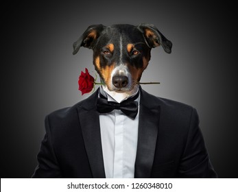valentines Appenzeller Mountain dog in love holding a rose with mouth, in a suit looks, isolated on black background