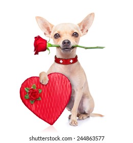 valentines chihuahua dog holding a rose with mouth and a present box , isolated on white background