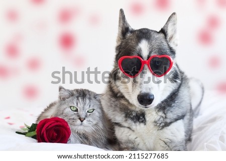 Valentines Day card with cat and dog with heart shaped glasses