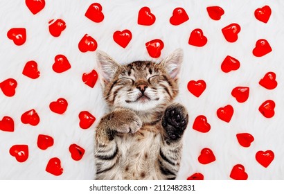 Valentines Day Cat. Small Striped Kitten Slipping On White Blanket With Red Hearts . Love To Domestic Kitty Pets Concept