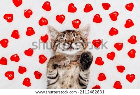 Valentines Day cat. Small striped kitten slipping on white blanket with red hearts . Love to domestic kitty pets concept