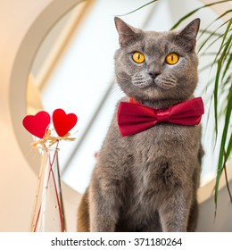 Valentines Day Closeup Portrait Of Cat In A Red Bow Tie Sitting Near A Mirror