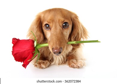 Valentines day dachshund puppy holding a red rose.