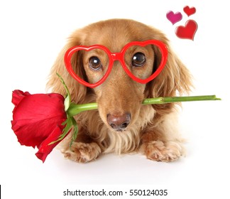 Valentines day dachshund puppy wearing heart shaped glasses holding a red rose.