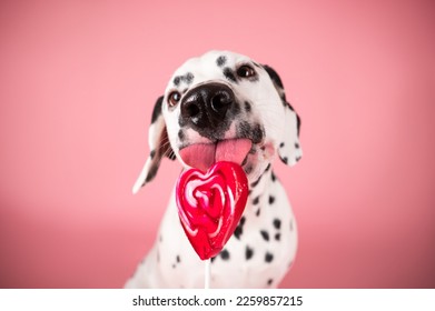 Valentines day dalmatian posing in the studio