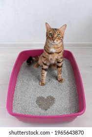 Valentine's Day Heart Gift From Bengal Cat, The Cat Expresses Its Love