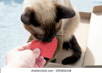 Valentines Day At Home, Single Party, Alone, Present For Lover, Siamese Cat Love, Pet Adoption