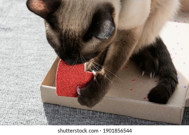 Valentines Day At Home, Single Party, Alone, Present For Lover, Siamese Cat Love, Pet Adoption