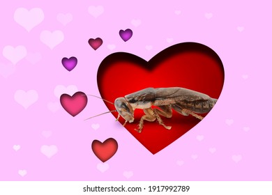 Valentine's Day Promotion Name Roach - QUIT BUGGING ME. Cockroach On Red Background, View Through Cut Out Heart From Pink Paper 