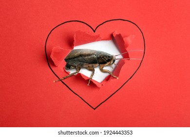 Valentine's Day Promotion Name Roach - QUIT BUGGING ME. Cockroach And Torn Red Paper With Drawn Heart Symbol