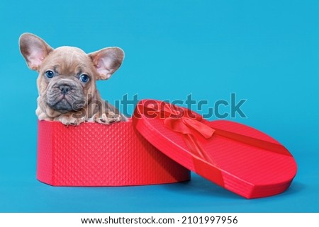 Valentine's day puppy. French Bulldog dog in heart shaped gift box on blue background