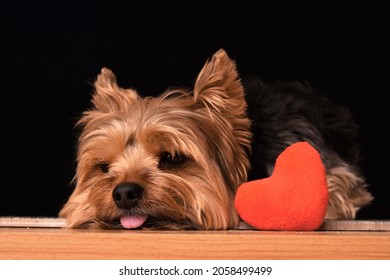 Valentine's Day Sad Yorkshire Terrier Laying Next To A Heart