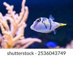 Valentins sharpnose puffer, Canthigaster valentini, highly poisonous to eat