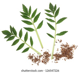 Valerian chopped herb root and leaf sprigs over white background. Valeriana.