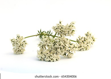 Valerian flower (Valeriana officinalis). Valelrian's root
(Valerianae radix) has long tradition as herbal medicinal product in order to
relieve mild symptoms of mental stress and to aid sleep.