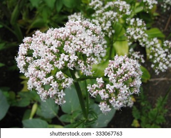 Valerian Flowers