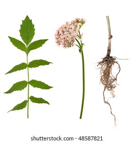 Valerian Herb Leaf, Flower And Root, Over White Background. Modern Day Alternative Equivalent To Valium Acting As A Tranquilliser.