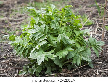 Valerian Plant At Wild