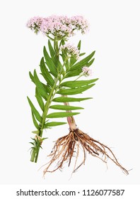 Valerian With Root