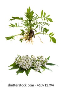 Valerian (Valeriana officinalis) on white background. Other names: garden valerian, garden heliotrope and all-heal