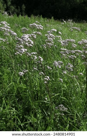 Hallig Gröde | Sand lilacs on the salt marsh