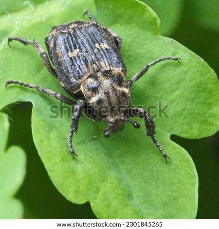 Valgus hemipterus is a smallish species of scarab beetle (family Scarabaeidae)
