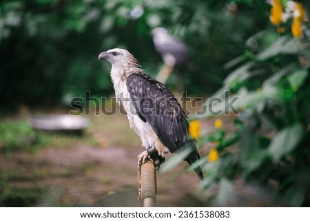 A valiant eagle resting in the forest.