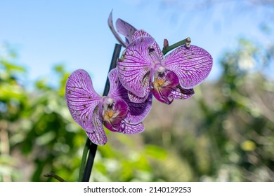 Vallarta Botanical Gardens, Mexico. Beautiful pigtail anthurium. Purple phalaenopsis aphrodite blooming on natural daylight background. - Shutterstock ID 2140129253