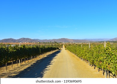 Valle De Guadalupe - Landscape