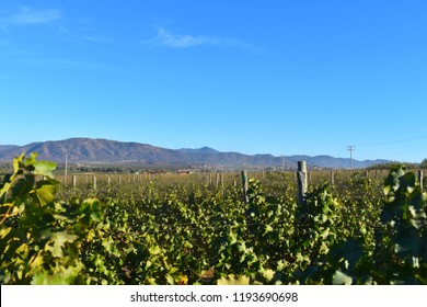 Valle De Guadalupe - Landscape