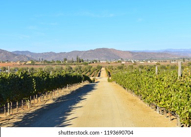 Valle De Guadalupe - Landscape