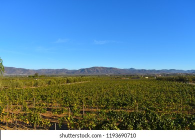 Valle De Guadalupe - Landscape