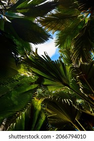 The Vallee De Mai palm forest. May Valley, island of Praslin, Seychelles