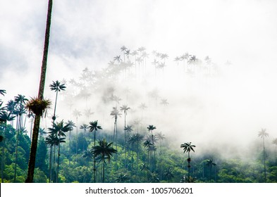 Valley Of Cocora Colombia