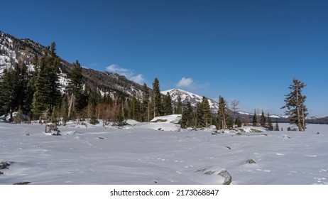 The valley is covered with pure snow. Boulders lie in snowdrifts. Picturesque mountain range and coniferous forest against the blue sky. Altai
