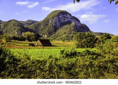 The Valley Of Viñales In Cuba