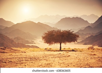Valley in the desert with an acacia tree with mountain rock and sun in the background - Powered by Shutterstock