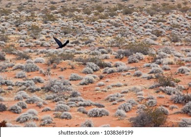 Valley Of Fire Nevada, Desert With Sparse Vegitation, Very Little Wildlife, But One Crow Hunts Over The Open Dirt And Scrub Brush.