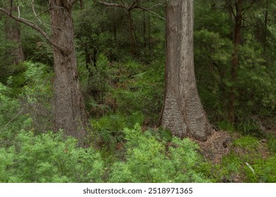 Valley of the Giants, Denmark, Western Australia. Dense forest featuring towering eucalyptus trees and rich undergrowth. A snapshot of lush, natural environment in this iconic Australian wilderness. - Powered by Shutterstock