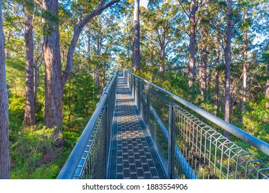 Valley Of The Giants Tree Top Walk In Australia