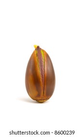 Valley Oak, Quercus Lobata, Acorn Sprouting On White Background