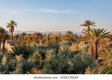 Valley with palm trees during sunrise near Skoura, a small village in Morocco - Powered by Shutterstock