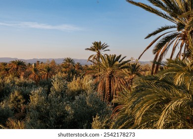 Valley with palm trees during sunrise near Skoura, a small village in Morocco - Powered by Shutterstock