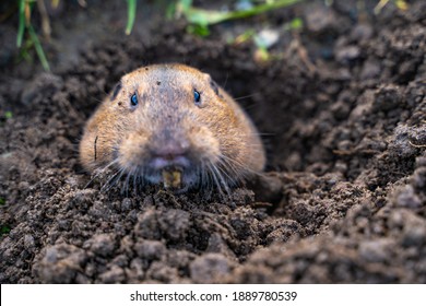 Valley Pocket Gopher (Thomomys botae) looking directly at the camera.
